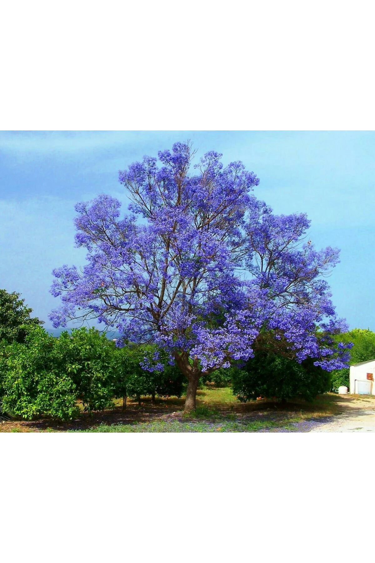 Pavlonya ( Paulownia) Ağacı Tohumu 50 Adet Orjinal Tohum