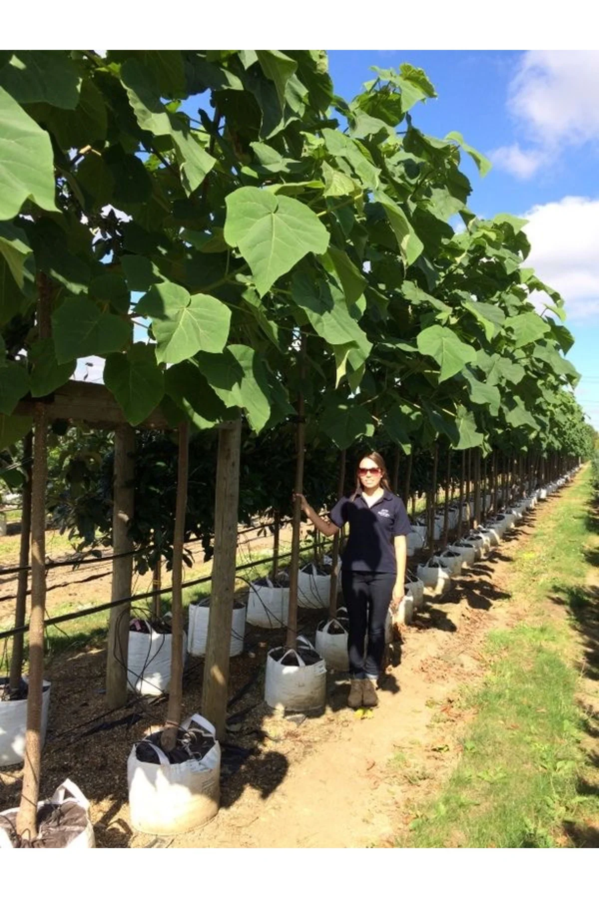 Pavlonya ( Paulownia) Ağacı Tohumu 50 Adet Orjinal Tohum