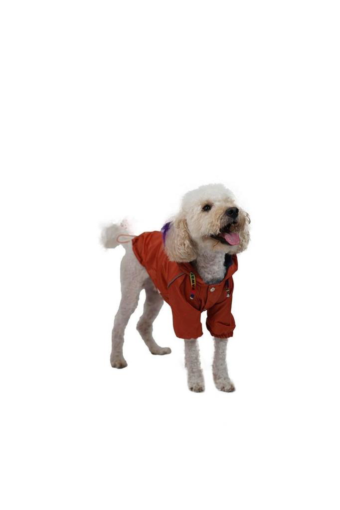 Pawstar Kedi ve KÜÇÜK Köpek Turuncu Pluvia Yağmurluk XL Sırt38cm 