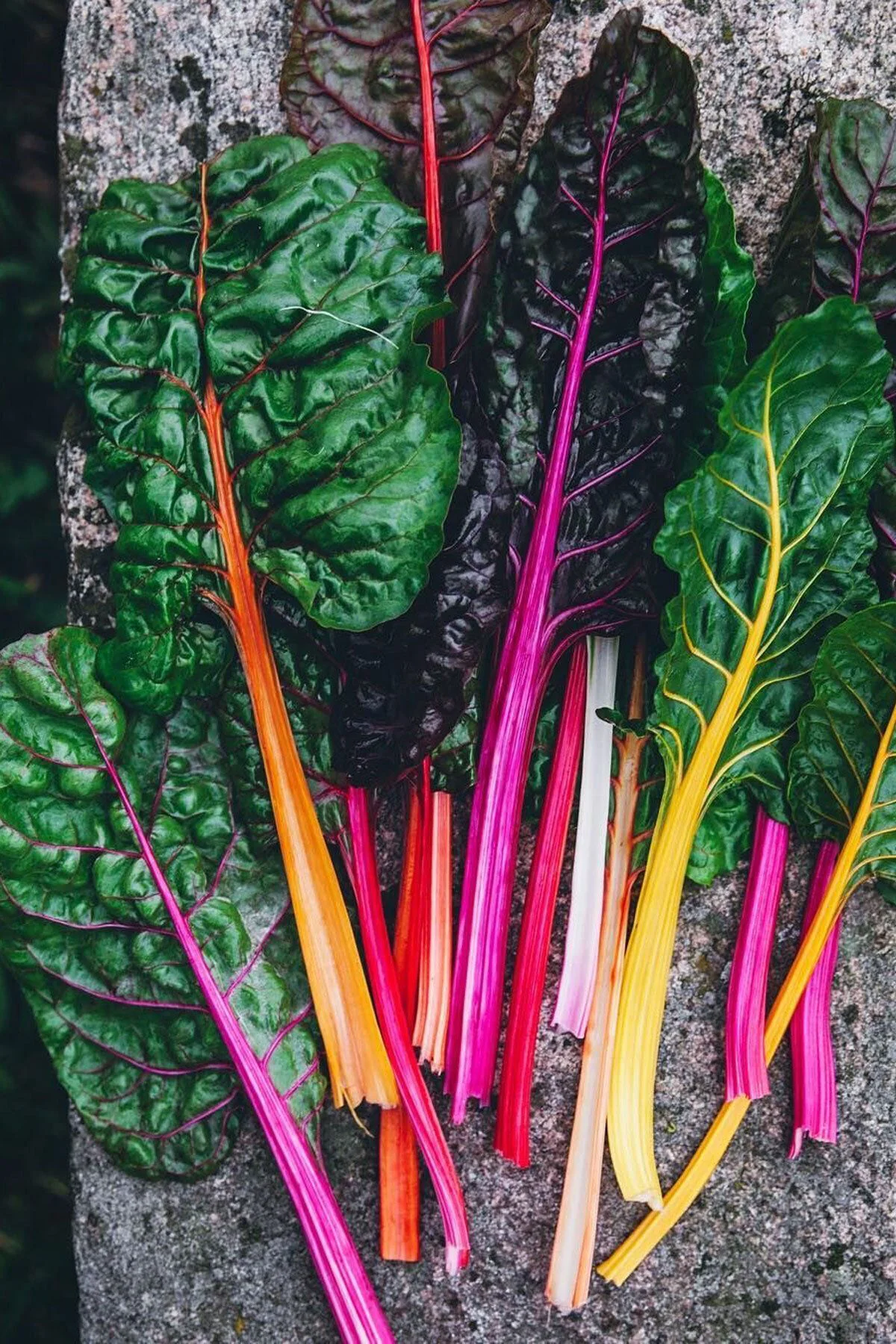 Pazı Tohumu Swiss Chard Bright Lights 8 Farklı Renk Geleneksel