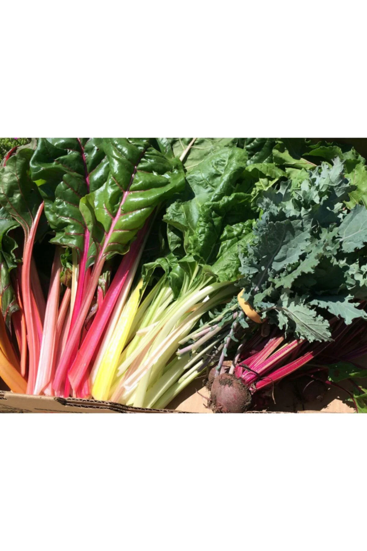 Pazı Tohumu Swiss Chard Bright Lights 8 Farklı Renk Geleneksel