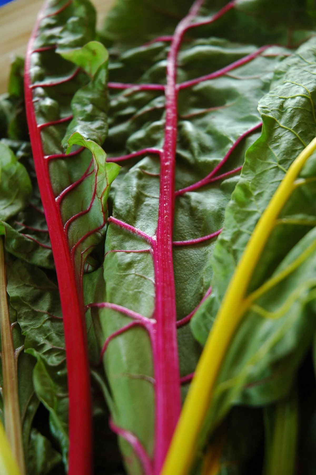 Pazı Tohumu Swiss Chard Bright Lights 8 Farklı Renk Geleneksel