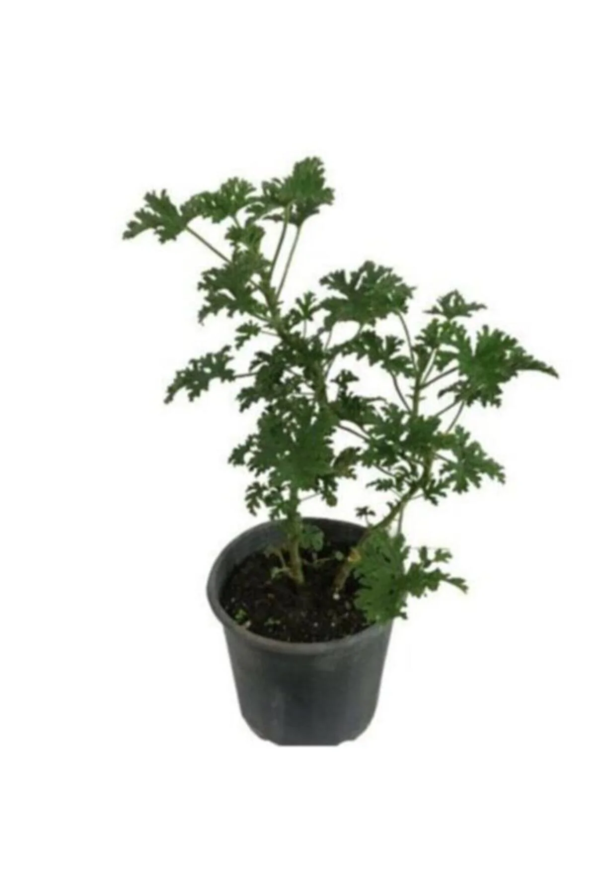 Pelargonium Odoratissimum Itır Bitkisi Orta Boy