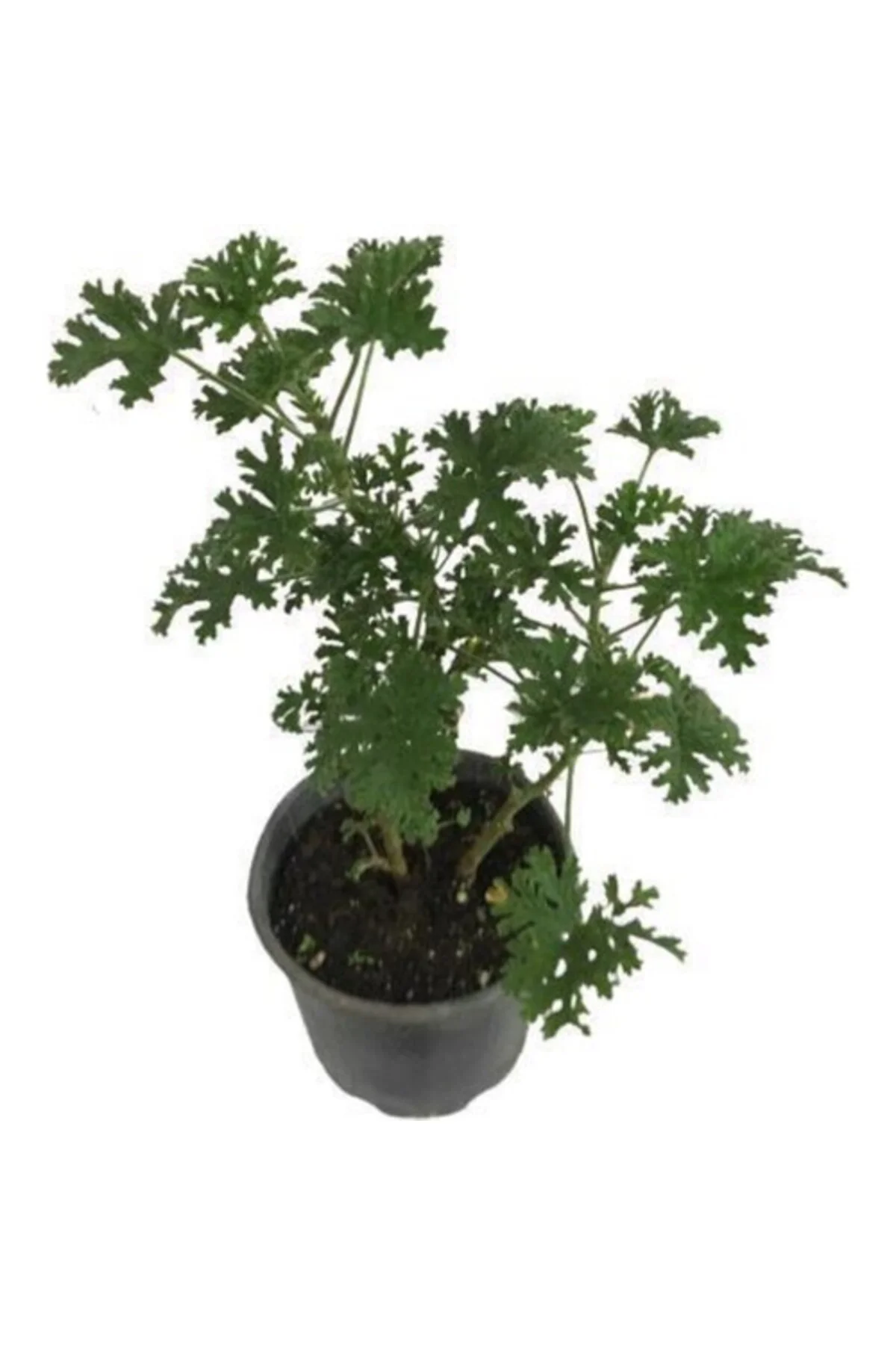 Pelargonium Odoratissimum Itır Bitkisi 10-20 cm