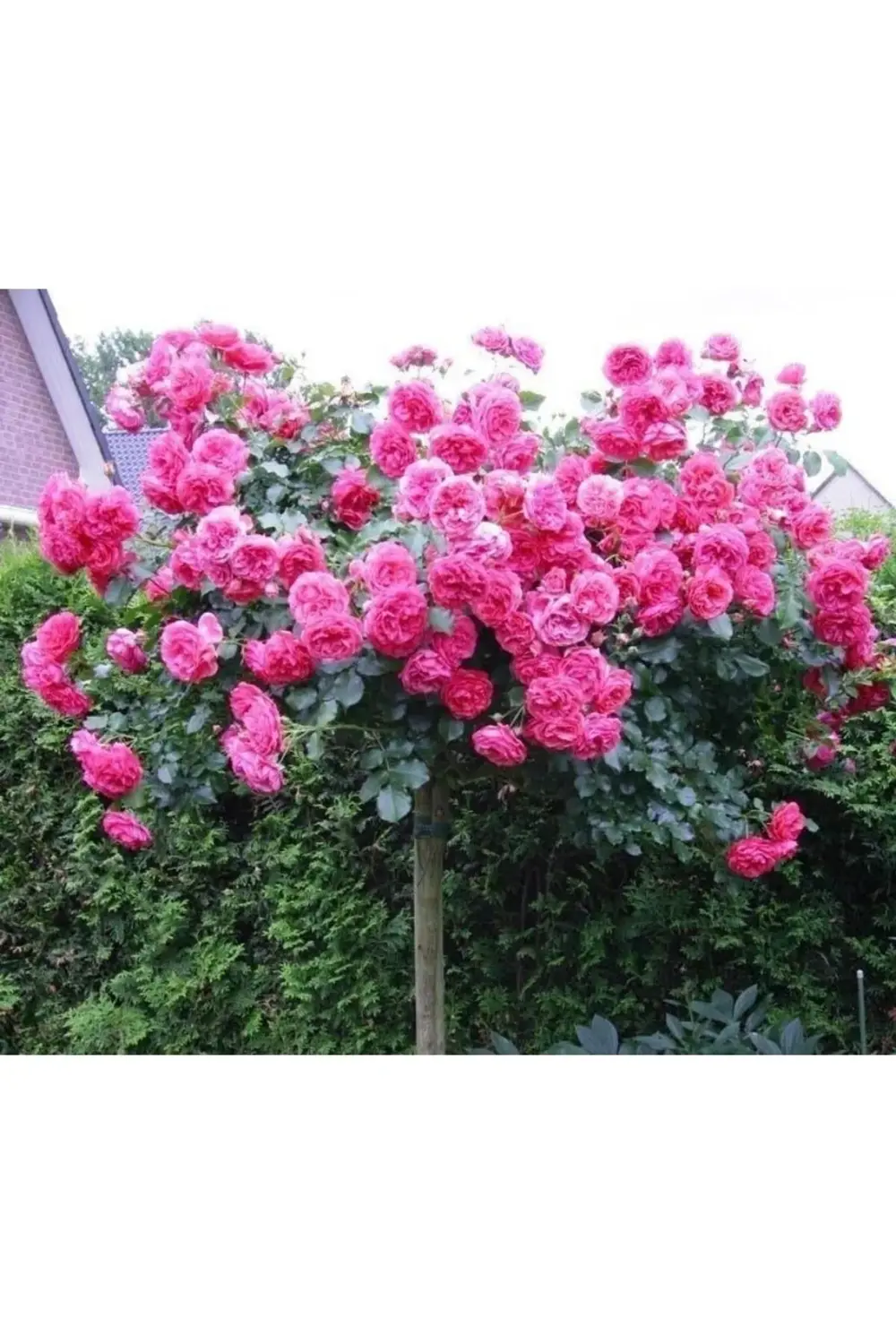 Pembe Baston Gülü 4 Yaşında 70cm-80cm