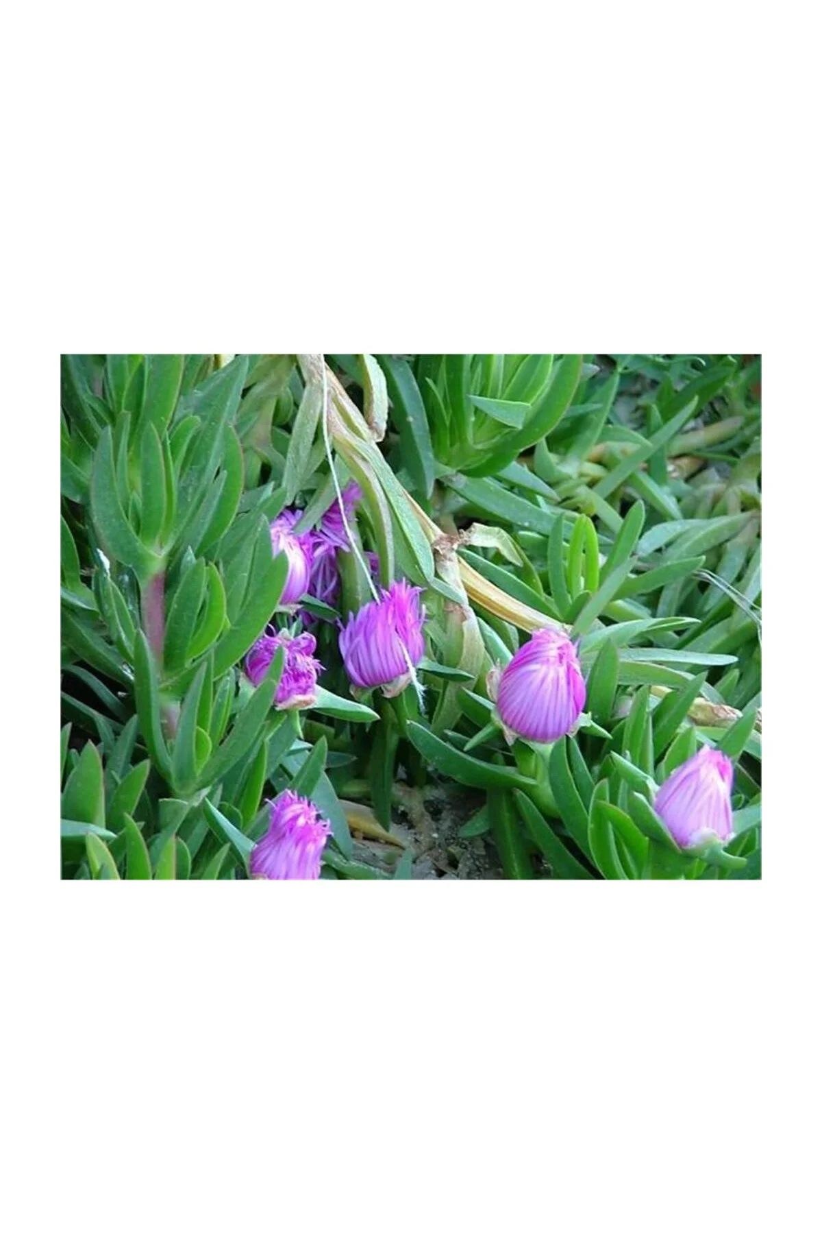 Pembe Çiçekli Kazayağı Çiçeği Fidanı 1 Adet Carpobrotus Acinacifo