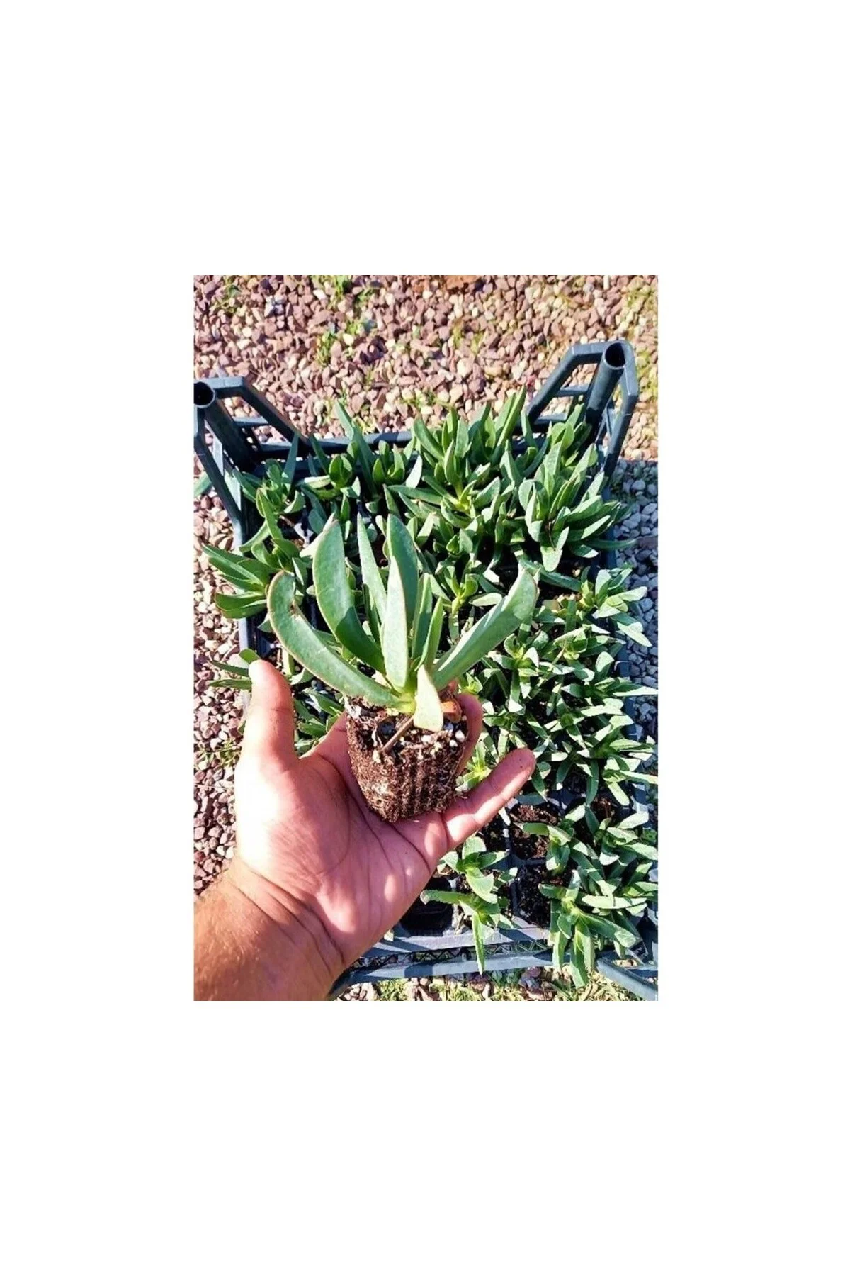 Pembe Çiçekli Kazayağı Çiçeği Fidanı 1 Adet Carpobrotus Acinacifo