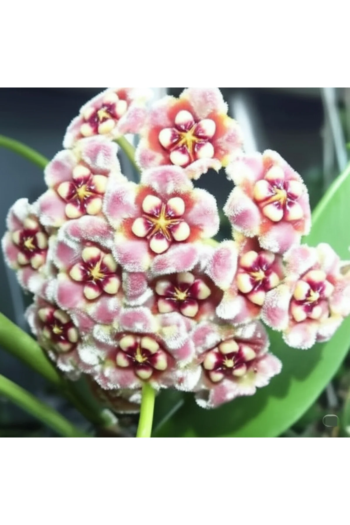 Pembe Kadife Yıldızı Hoya Carnosa Mum Çiçeği Fidanı