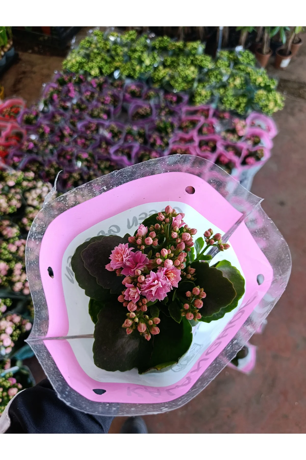 Pembe Kalanchoe Kalandiva Canlı Çiçek - Hediyelik, Dayanıklı Ev B