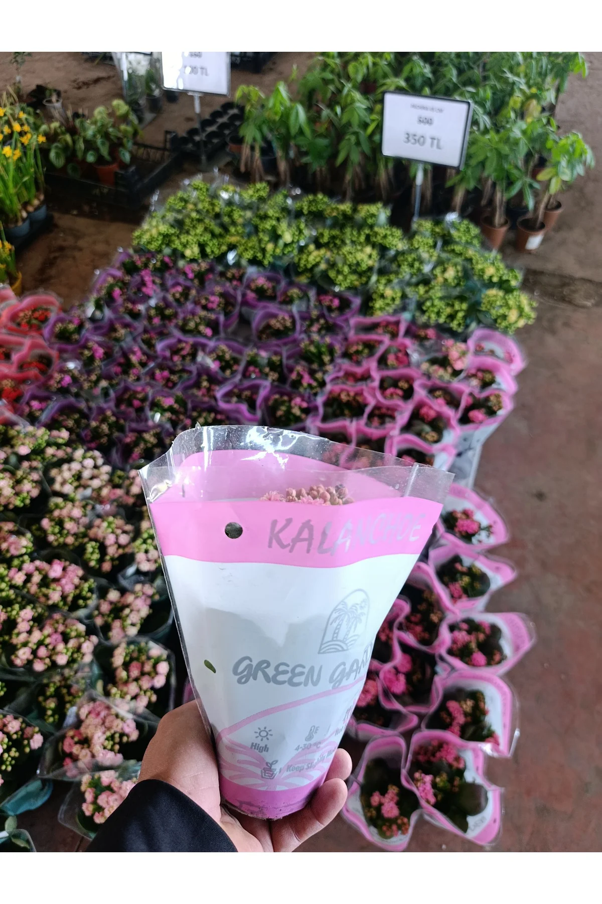 Pembe Kalanchoe Kalandiva Canlı Çiçek - Hediyelik, Dayanıklı Ev B