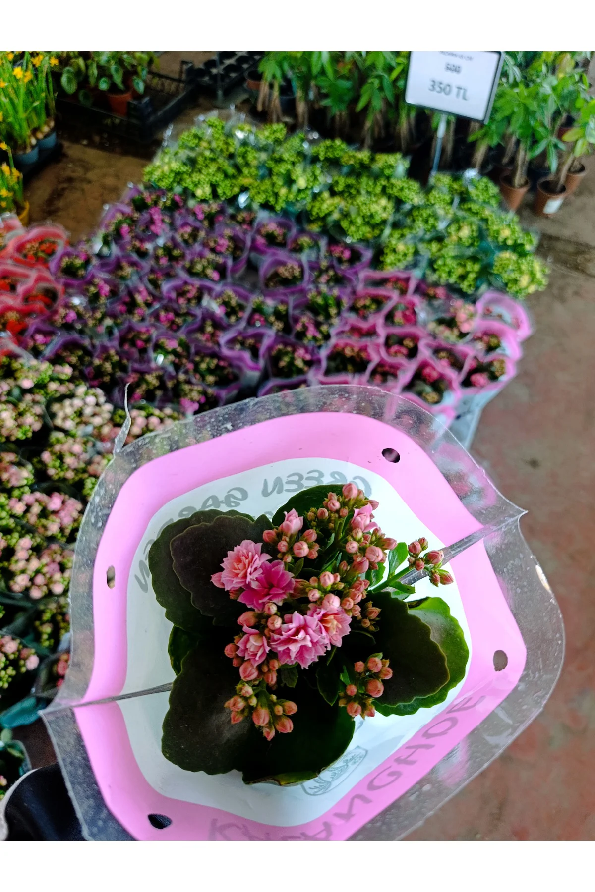 Pembe Kalanchoe Kalandiva Canlı Çiçek - Hediyelik, Dayanıklı Ev B