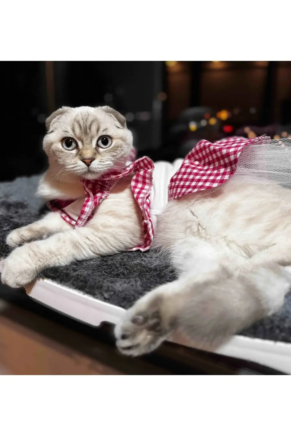 Pembe Kareli Papyonlu Dişi Kedi Köpek Kıyafeti Elbisesi Large/L/B