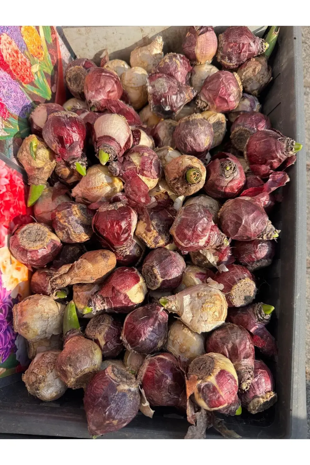 Pembe Kokulu Sümbül Soğanı 4 Adet