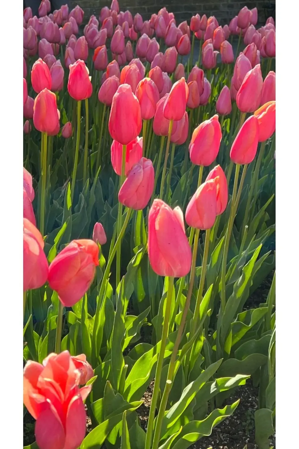 Pembe Lale soğanı 10 Adet