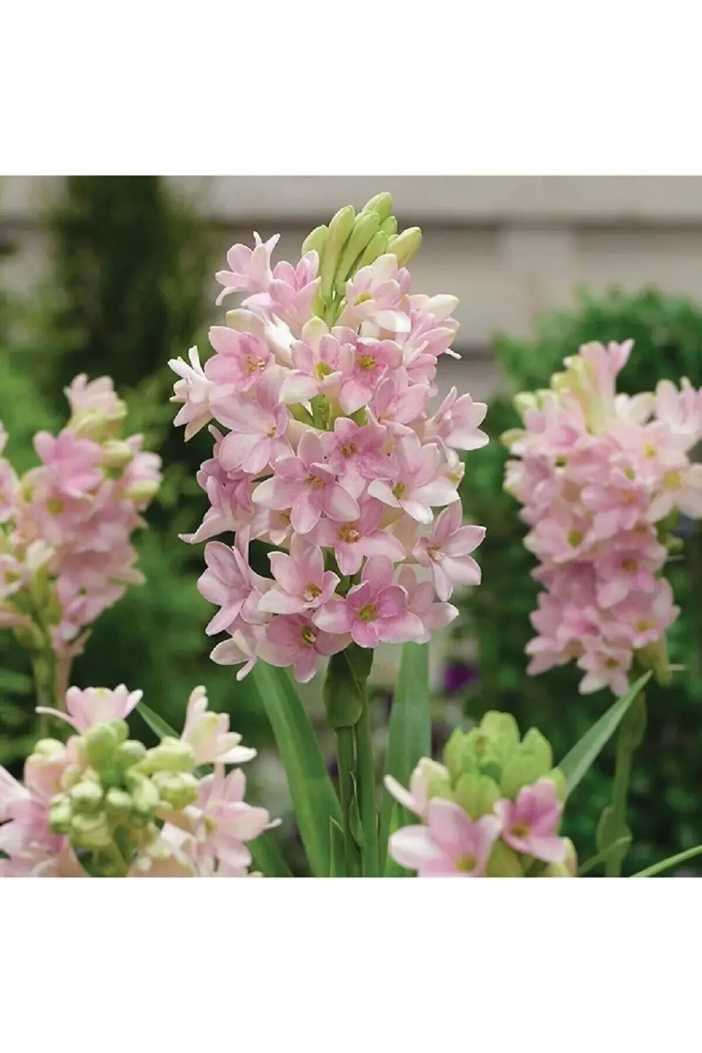 Pembe Mis Kokulu Katlı Sümbül Teber Polianthes Tuberosa Soğanı