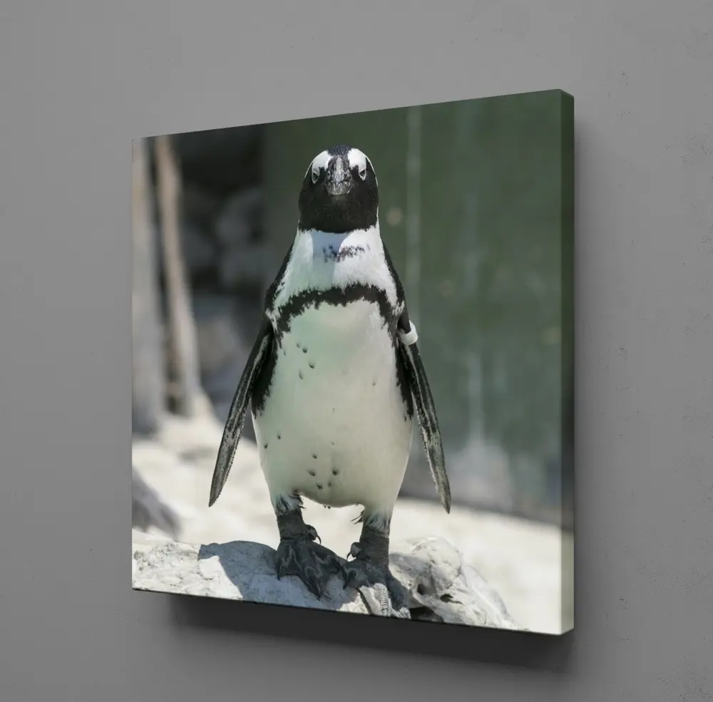 PENGUEN KANVAS TABLO PENGUEN KANVAS TABLO