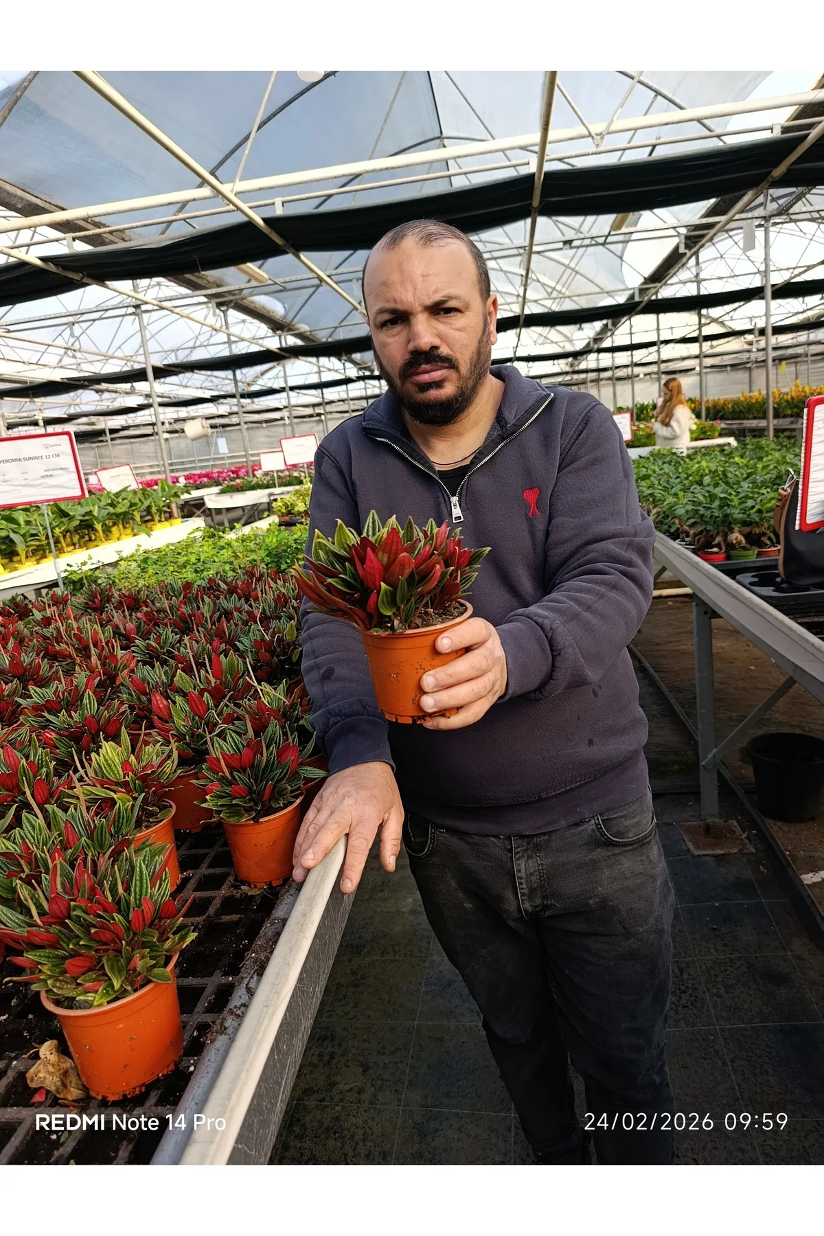 Peperomia Rosso Canlı Salon Bitkisi – Kırmızı Yapraklı Dekoratif 