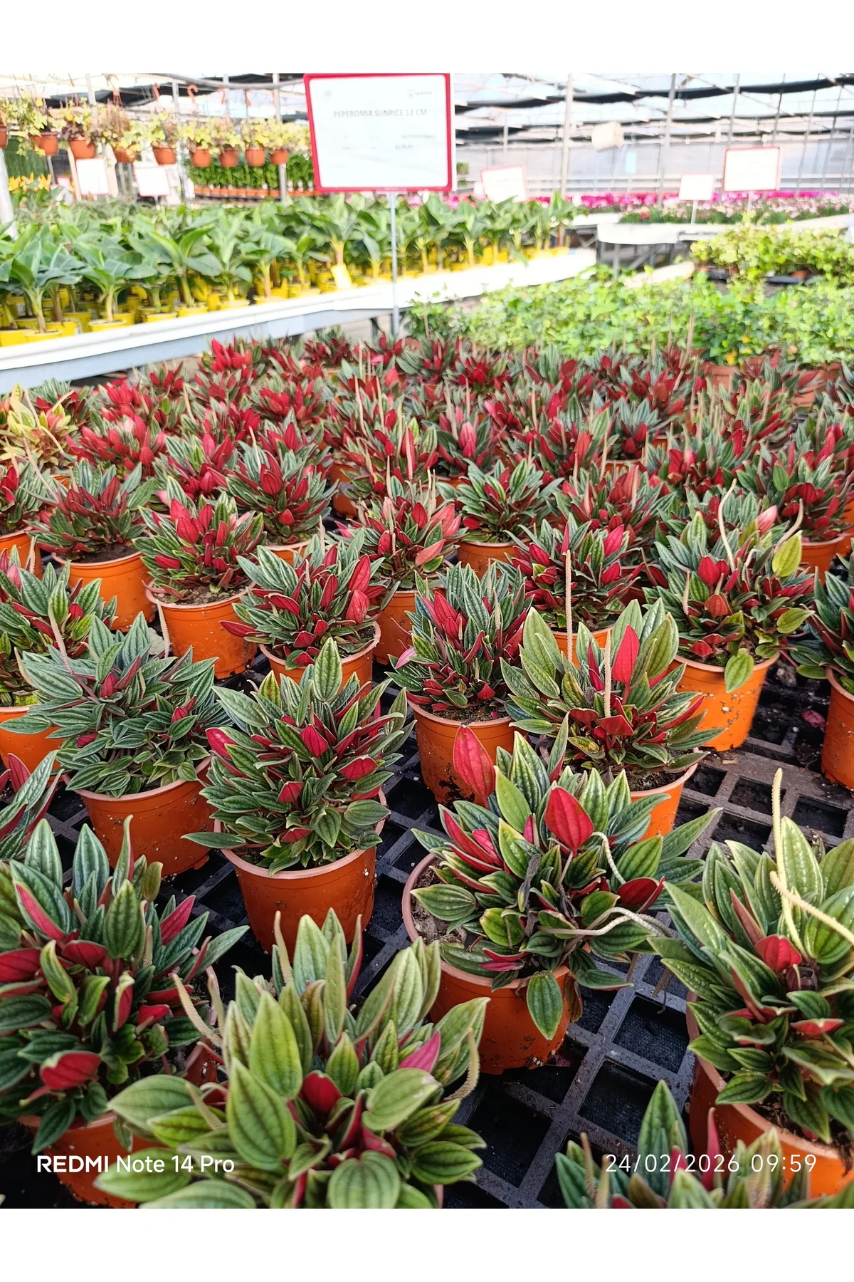 Peperomia Rosso Canlı Salon Bitkisi – Kırmızı Yapraklı Dekoratif 