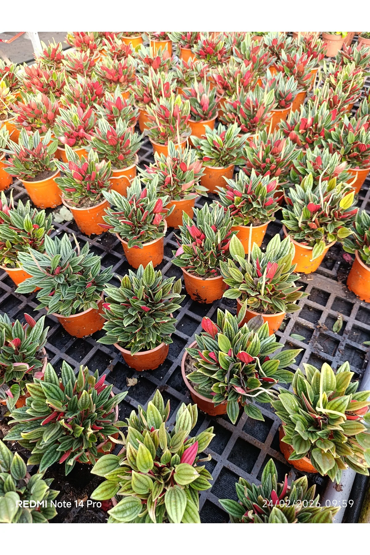 Peperomia Rosso Canlı Salon Bitkisi – Kırmızı Yapraklı Dekoratif 