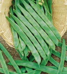 Perolar ( Fito) Sırık Fasulye Tohumu  10 Kg.