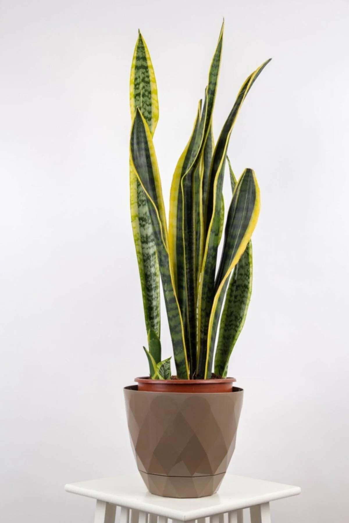 Peygamber Kılıcı sansevieria Trifasciata Peygamber Kılıcı sansevieria Trifasciata