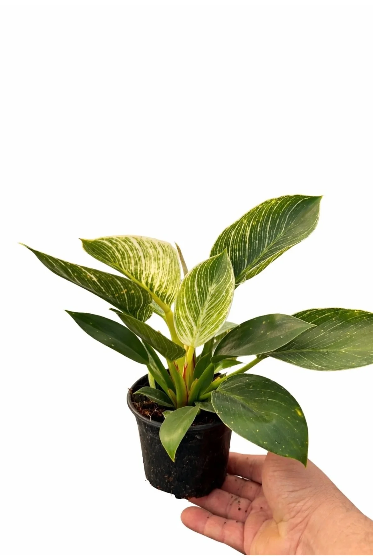 Philodendron Birkin - ithal