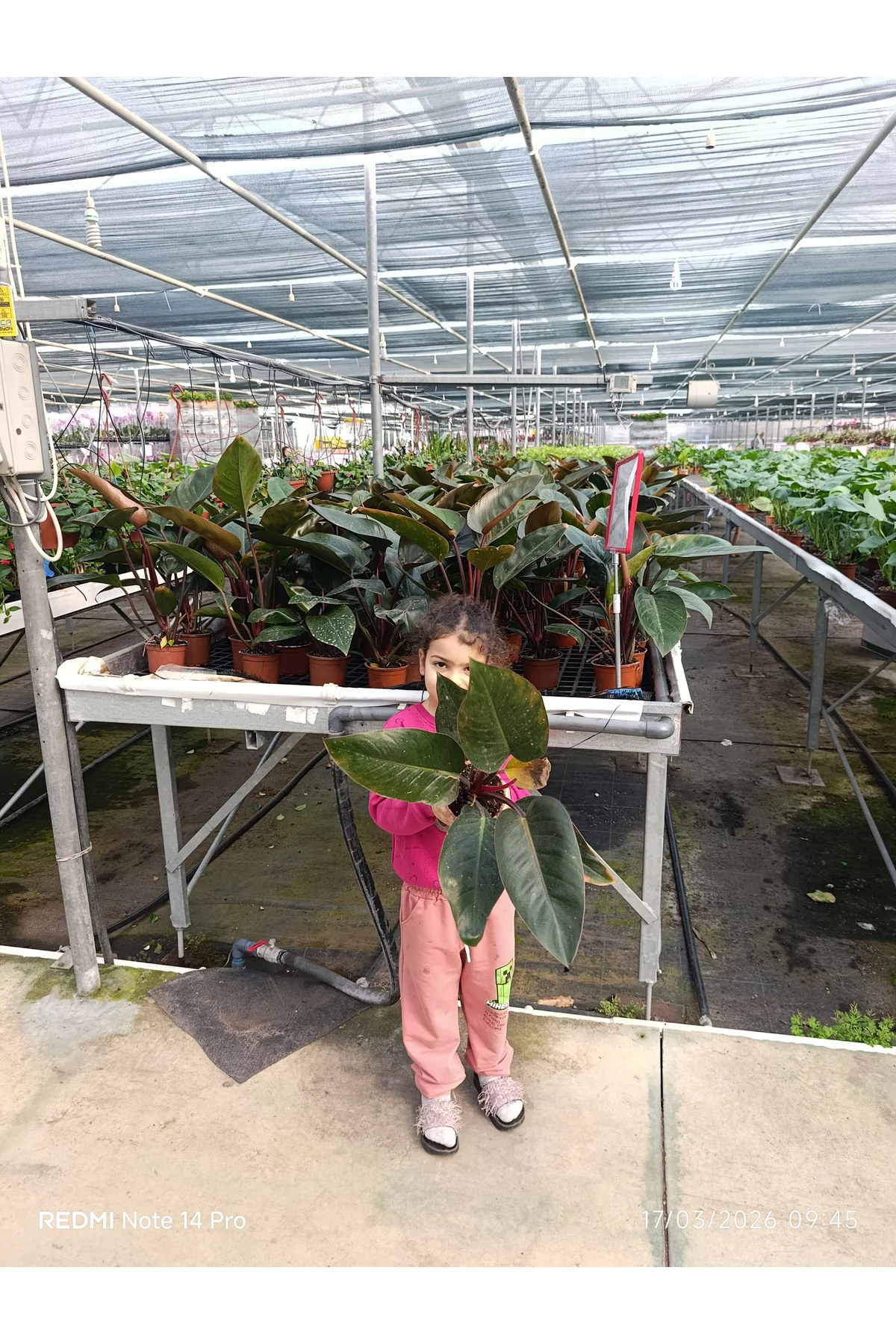 Philodendron Rojo Congo Dev Yapraklı Egzotik Salon Bitkisi - Özel