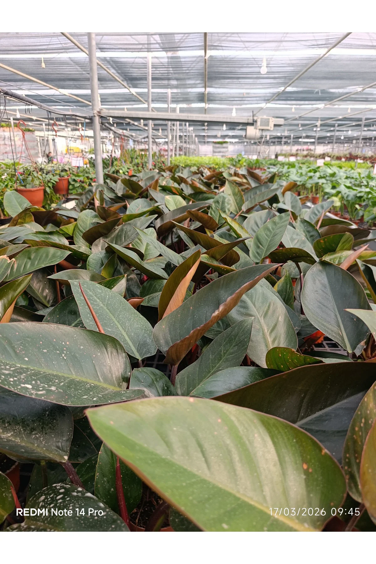 Philodendron Rojo Congo Dev Yapraklı Egzotik Salon Bitkisi - Özel