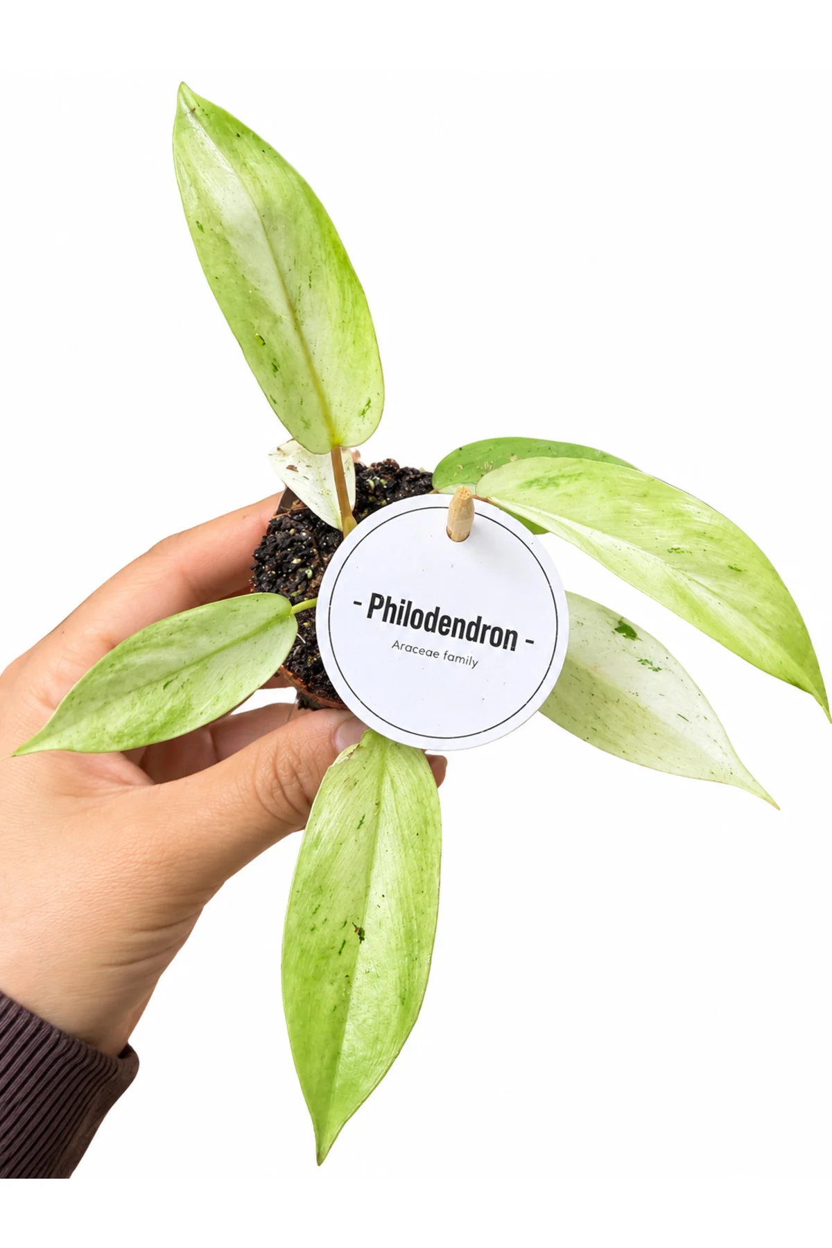 Philodendron Snowdrift – Alacalı Yapraklı Nadir Philodendron