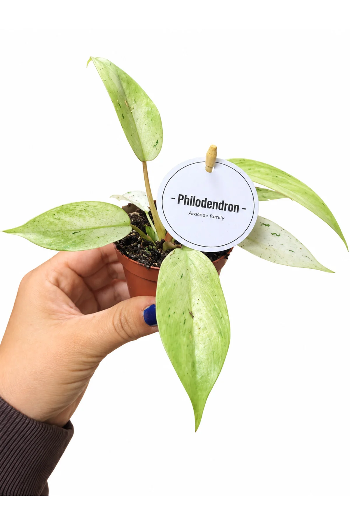 Philodendron Snowdrift – Alacalı Yapraklı Nadir Philodendron
