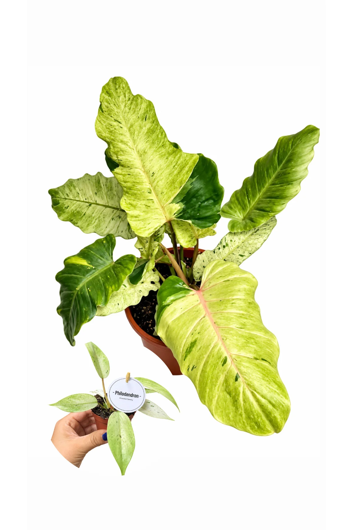 Philodendron Snowdrift – Alacalı Yapraklı Nadir Philodendron