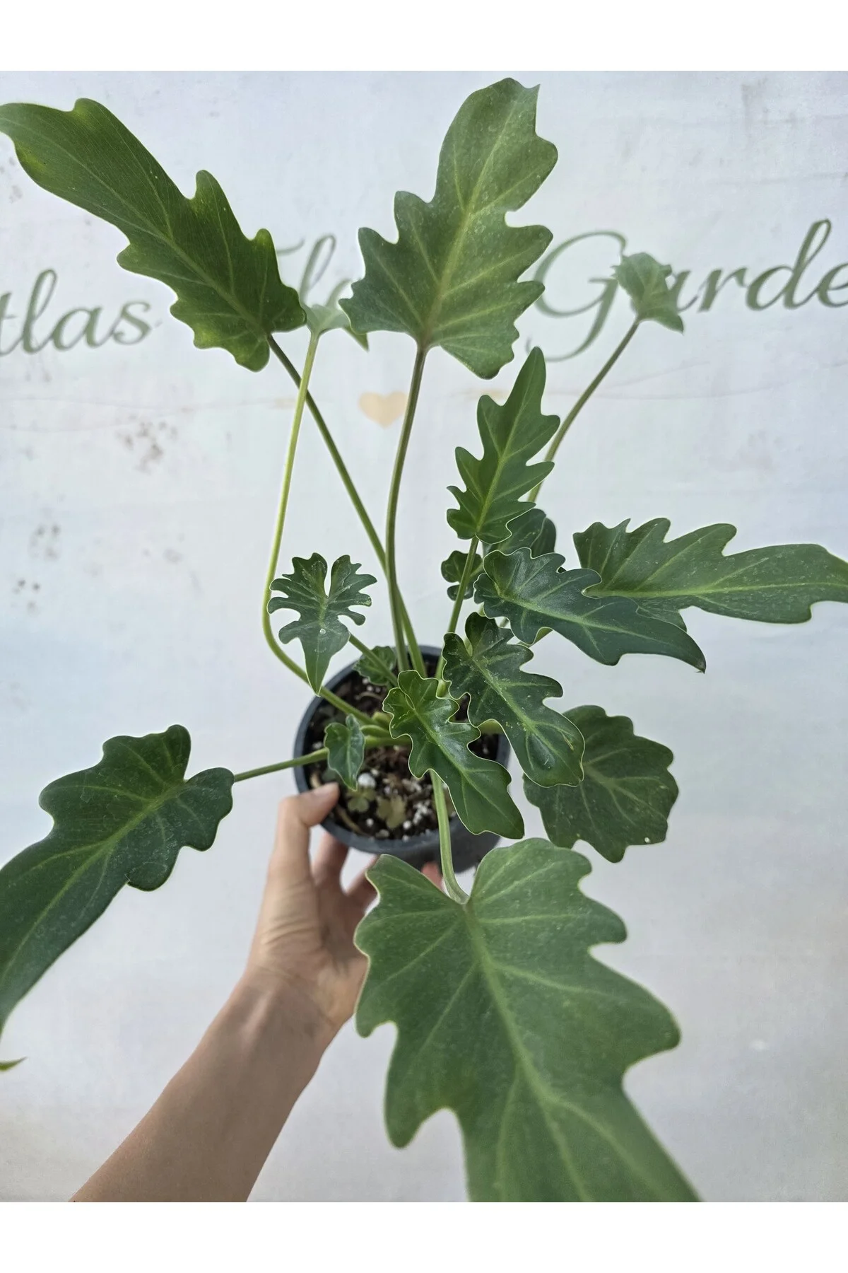 Philodendron xanadu
