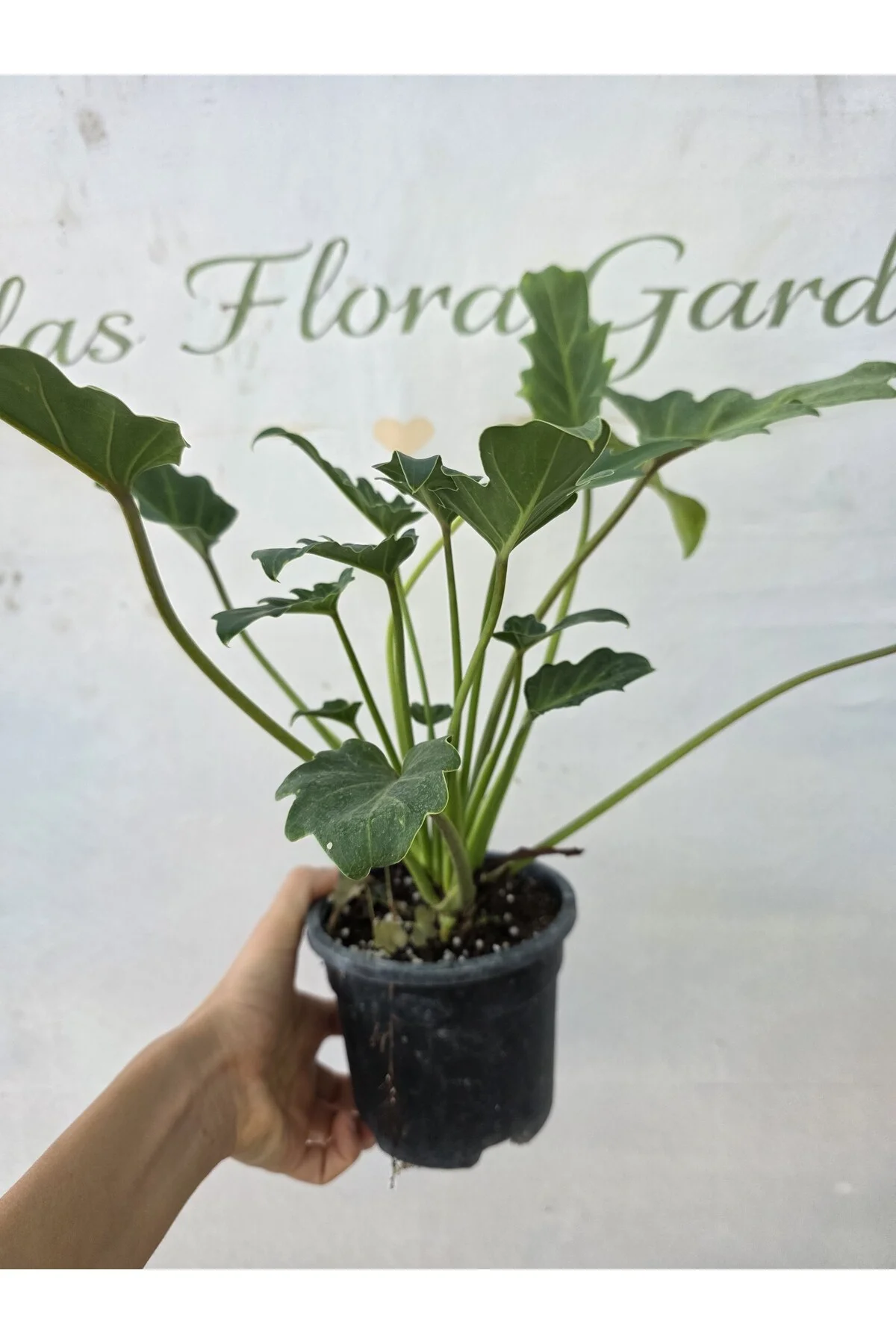 Philodendron xanadu