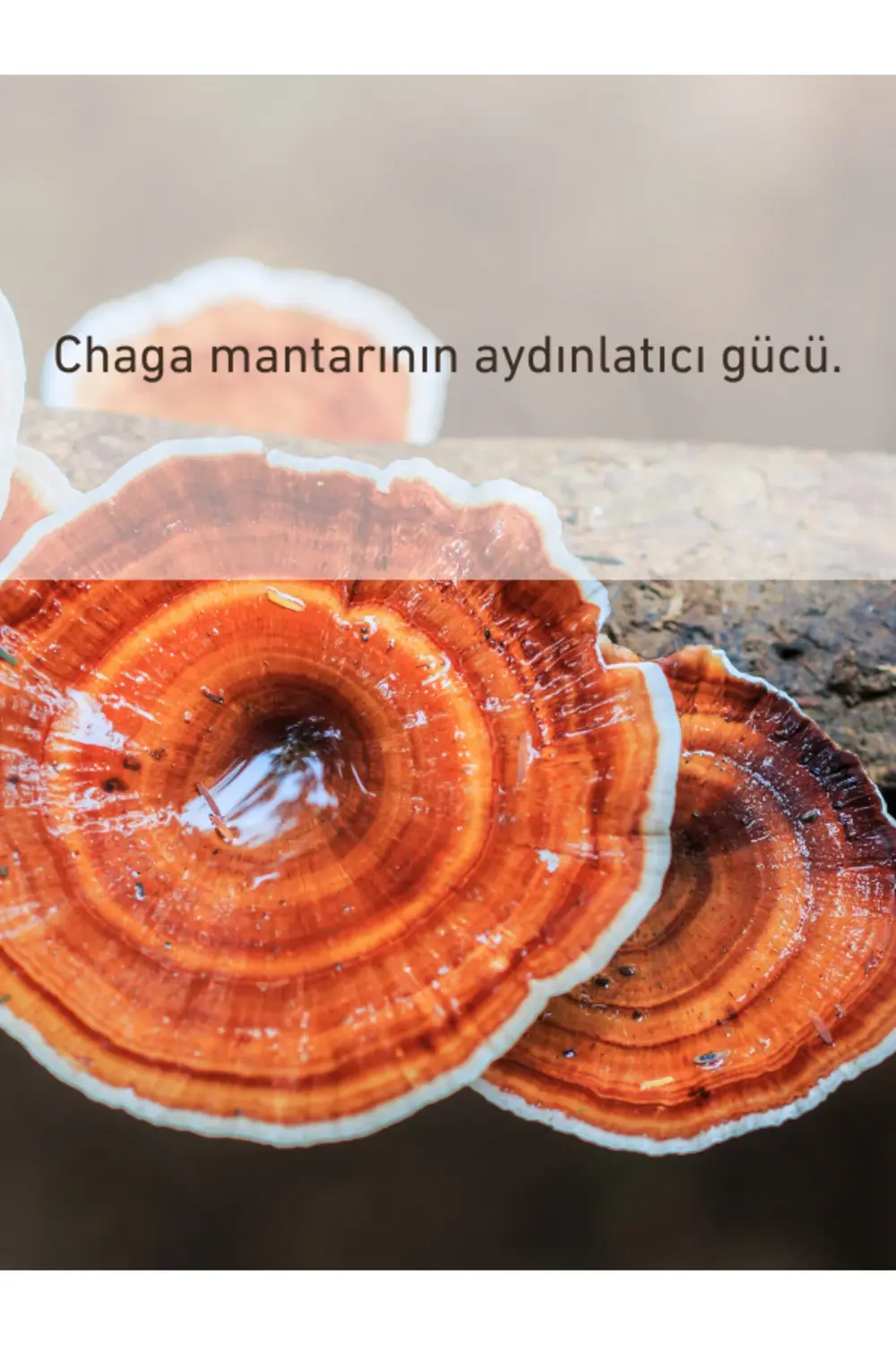 Pigmentia Aydınlatıcı Göz Çevresi Kremi