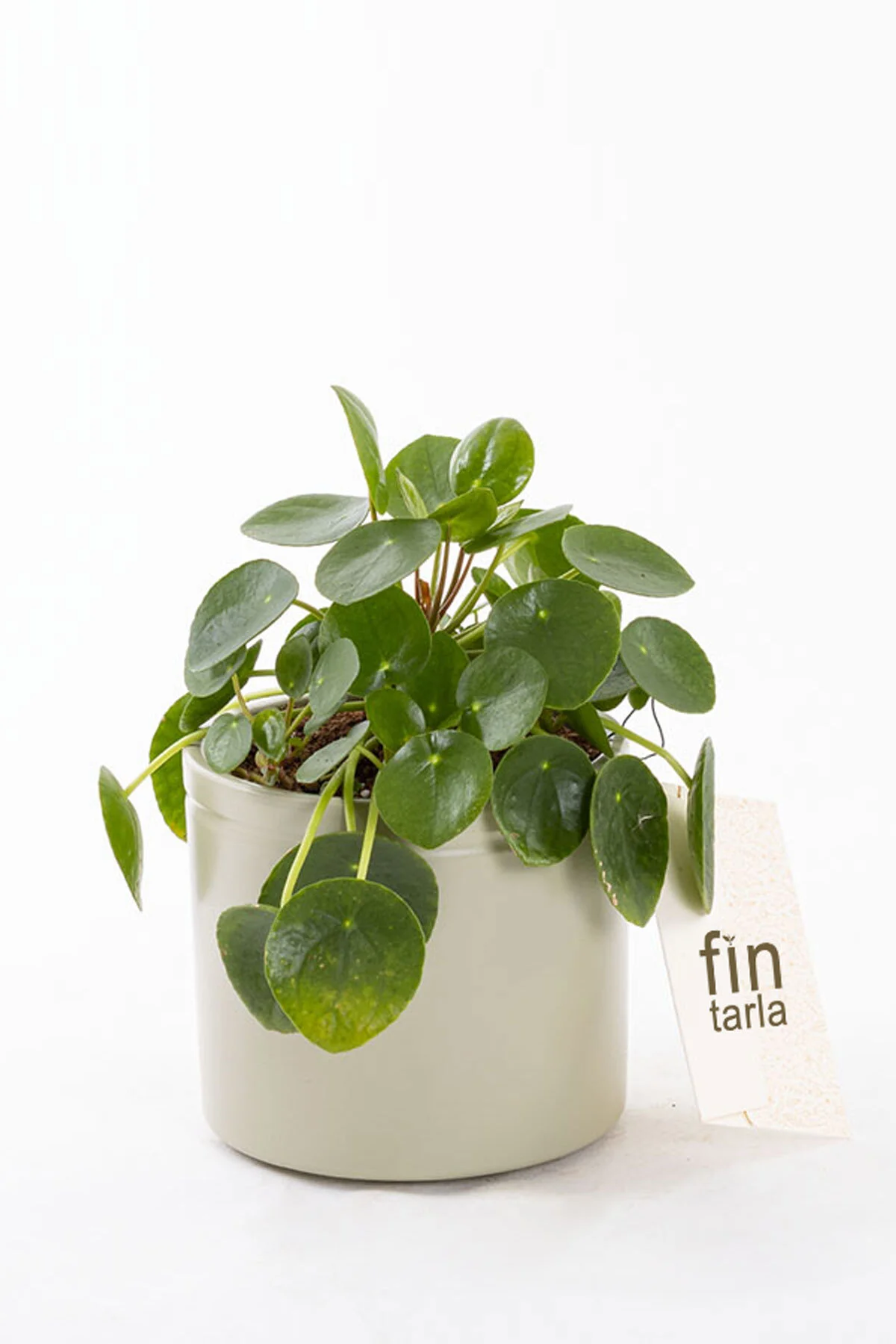 Pilea Peperomioides - Çin Para Bitkisi
