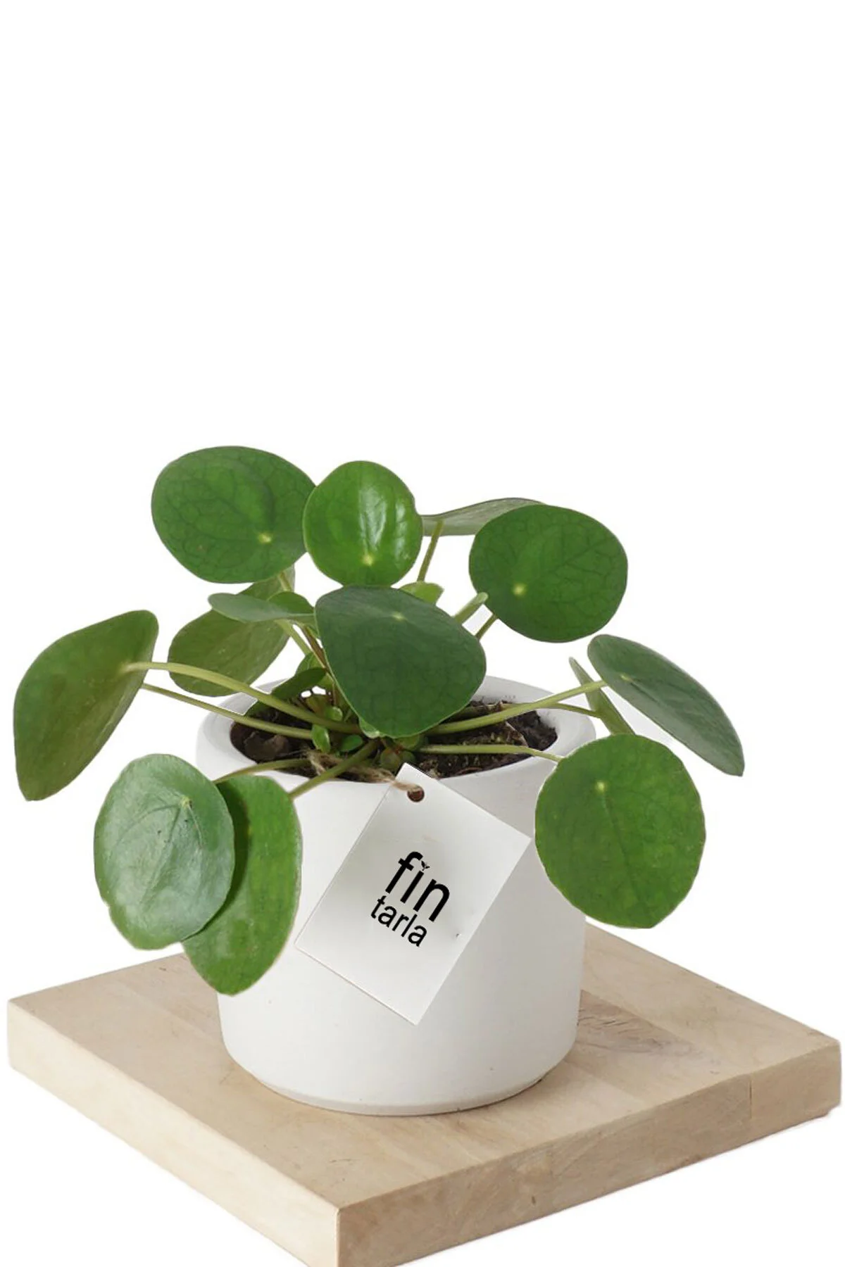 Pilea Peperomioides - Çin Para Bitkisi