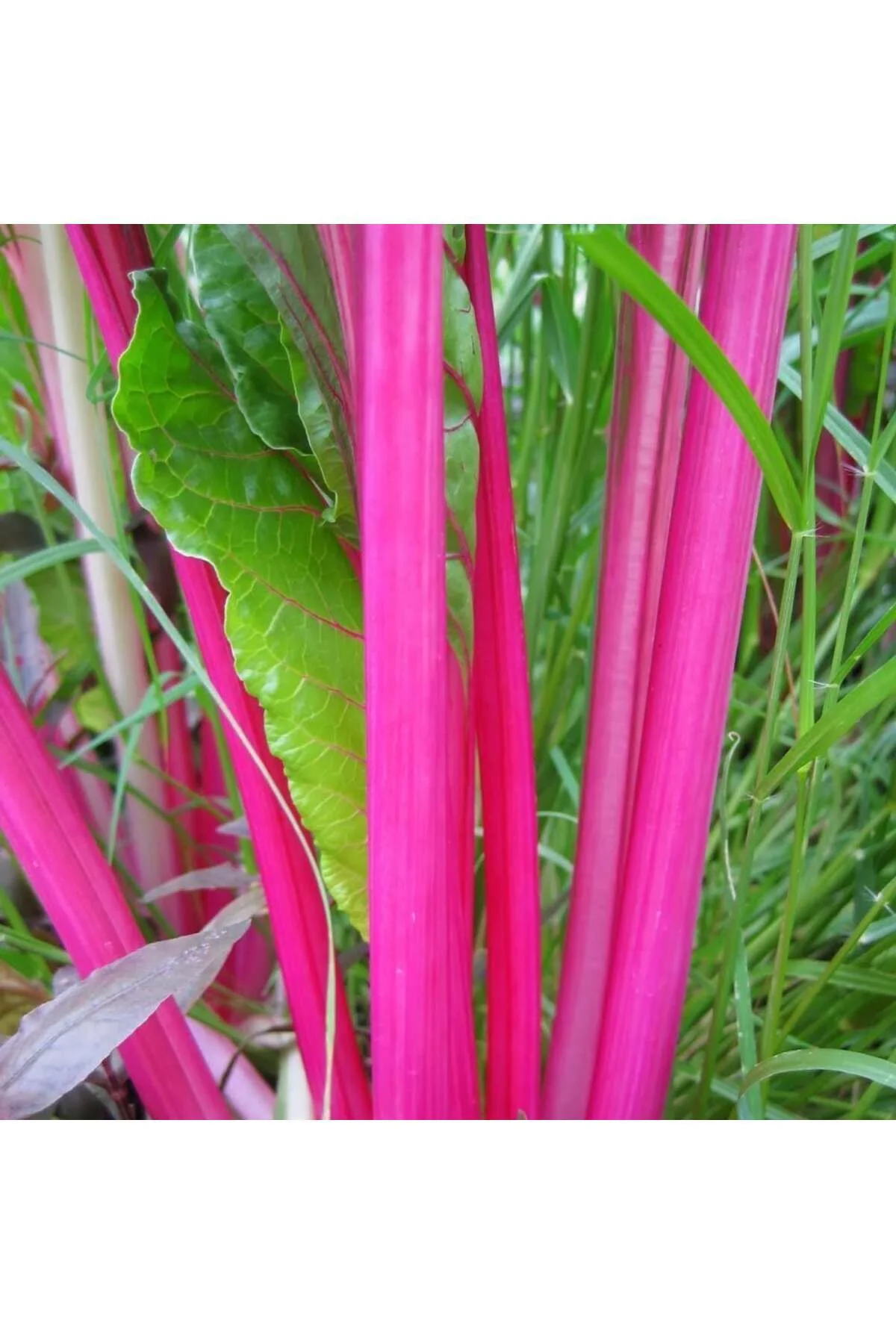 Pink lipstick pembe pazı tohumu chard Pink lipstick pembe pazı tohumu chard