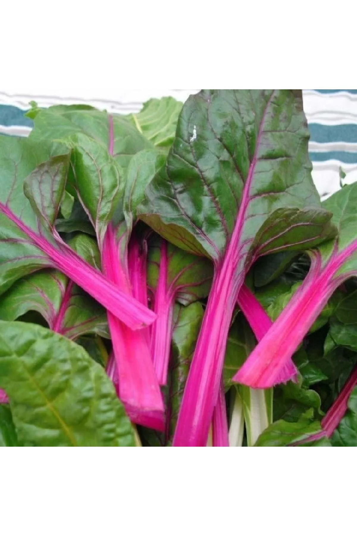 Pink lipstick pembe pazı tohumu chard Pink lipstick pembe pazı tohumu chard