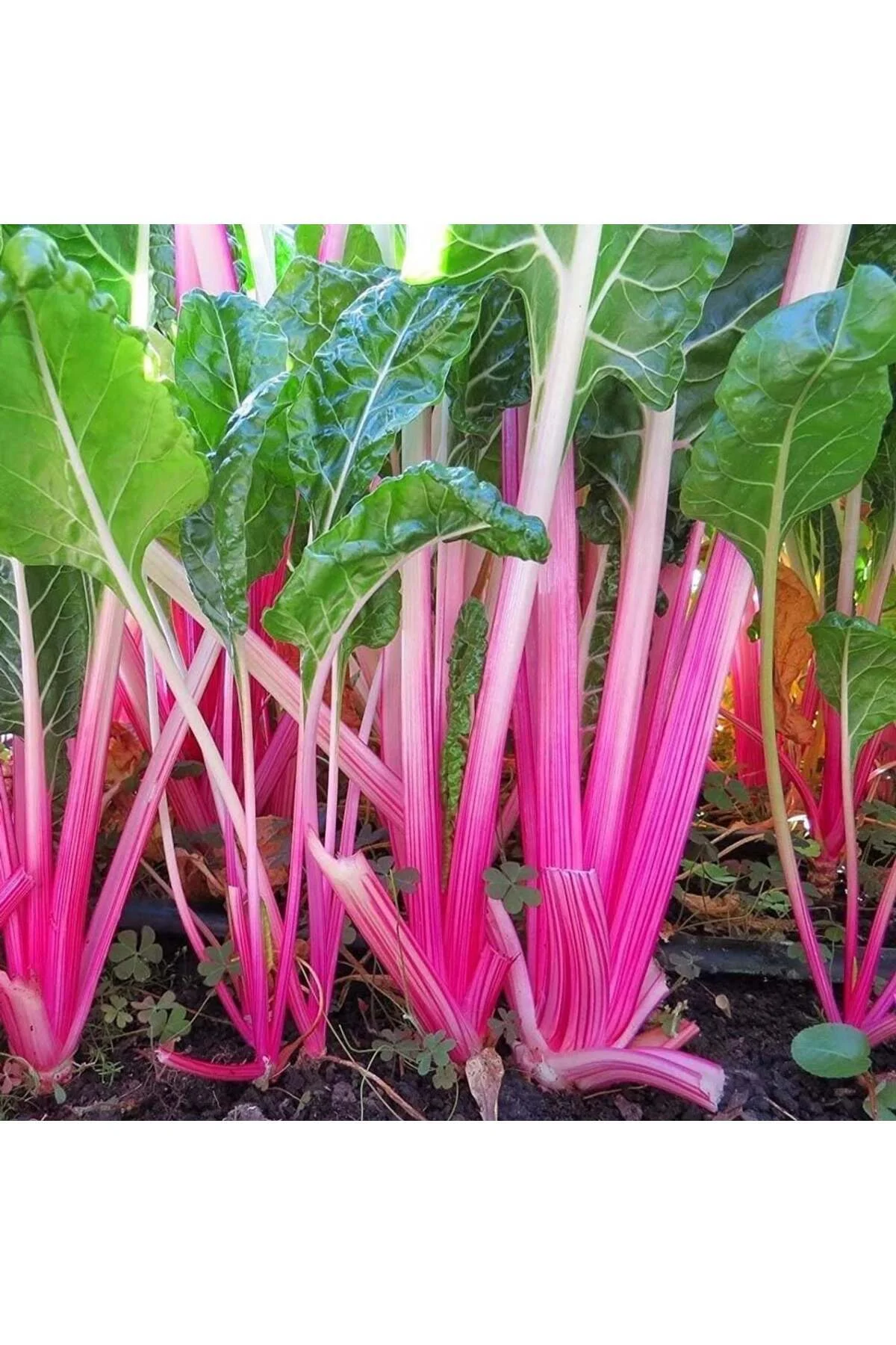 Pink lipstick pembe pazı tohumu chard Pink lipstick pembe pazı tohumu chard
