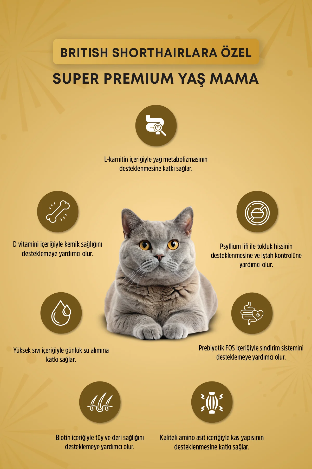 Plus Britsh Shorthair Yetişkin Kedi Konservesi 85gr - Görsel 2