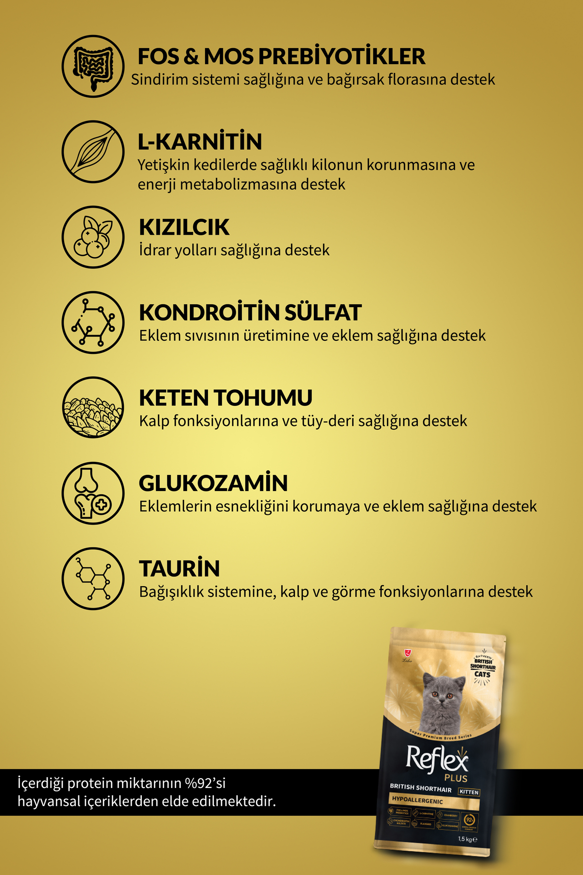 Plus Özel Irk British Shorthair Yavru Tavuklu Hipoalerjenik Kedi 
