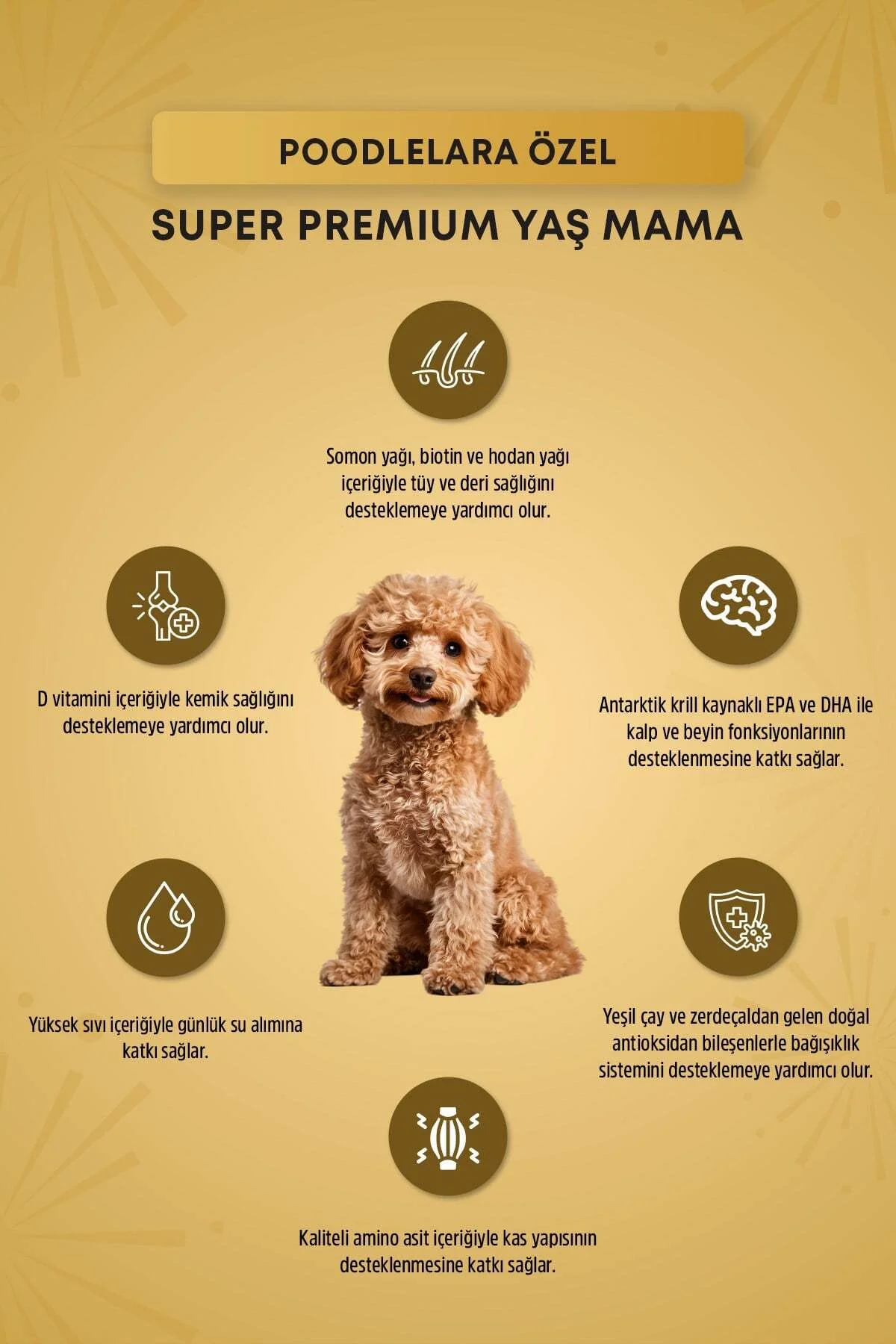 Plus Poodle Yetişkin Köpek Konservesi 85gr - Görsel 2