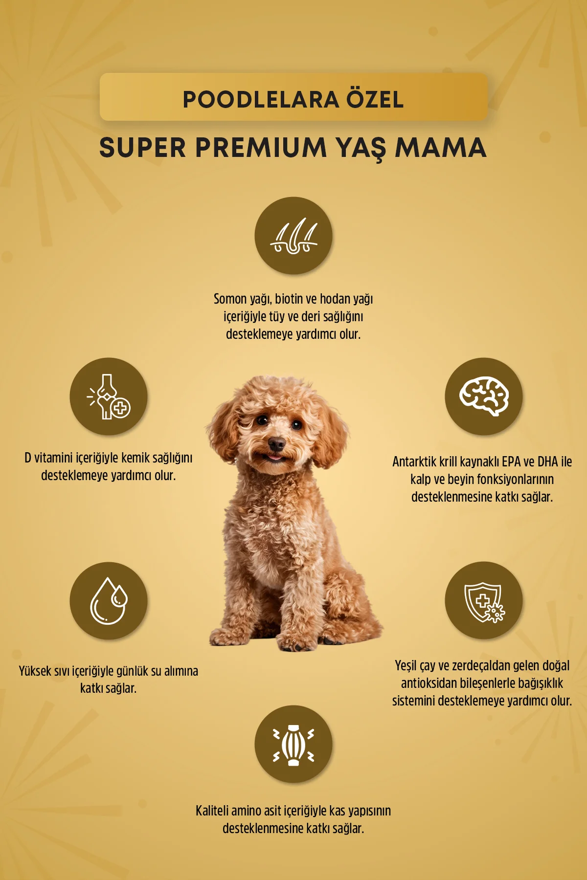 Plus Poodle Yetişkin Köpek Konservesi 85gr Plus Poodle Yetişkin Köpek Konservesi 85gr - Görsel 2