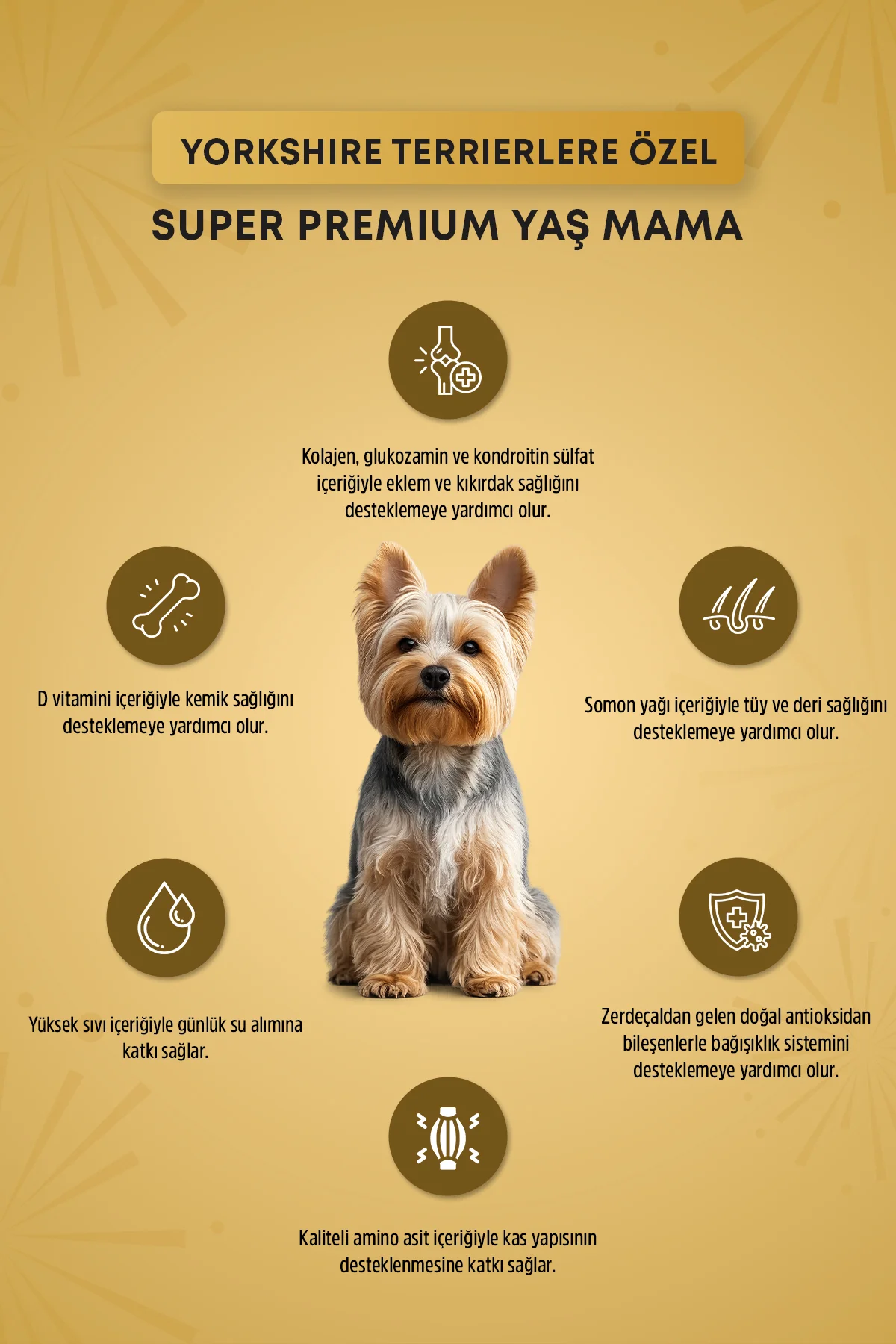Plus Pouch Yorkshire Terrier Yaş Yetişkin Köpek Maması 85gr - Görsel 2