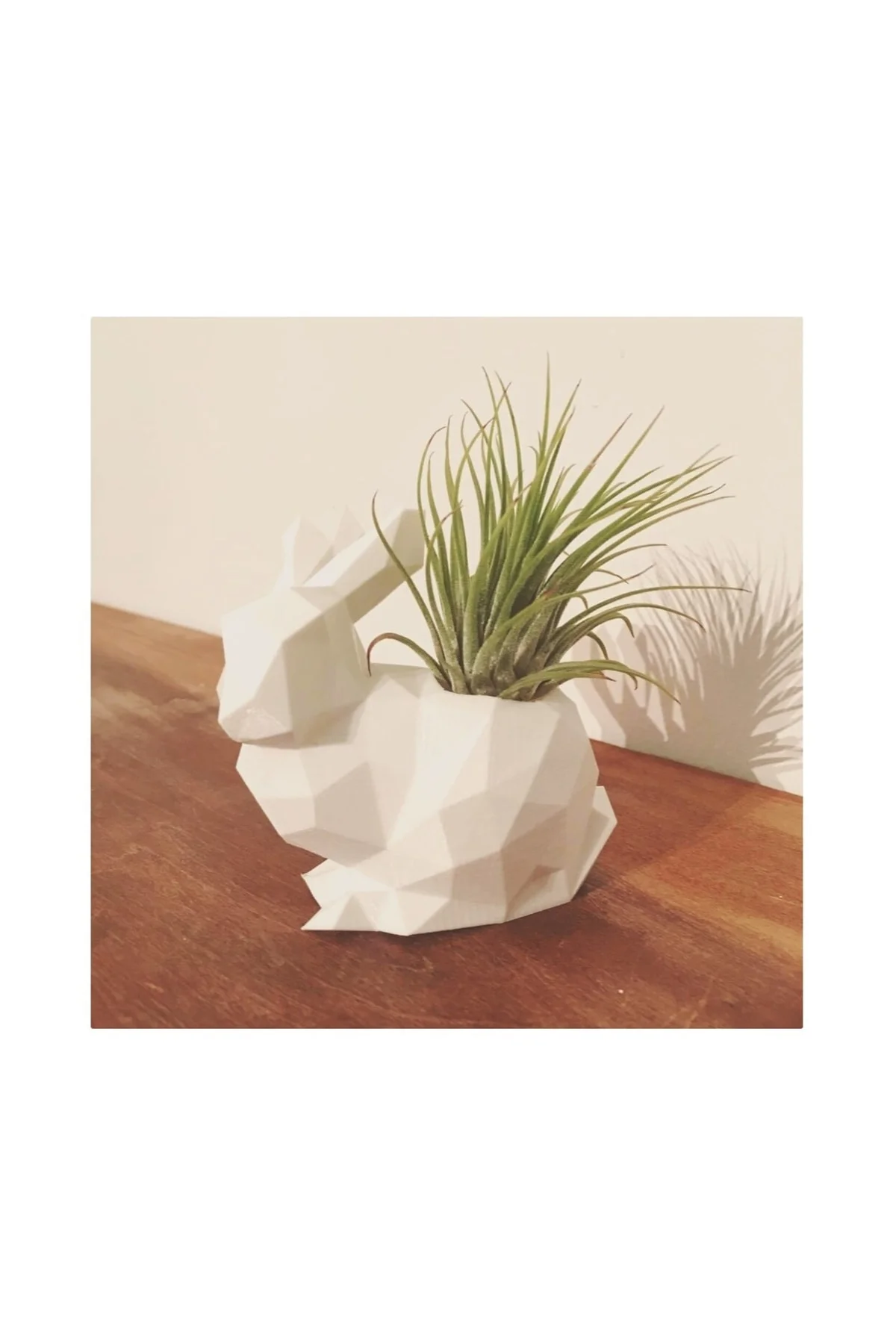 Polygonal Tavşan Saksı