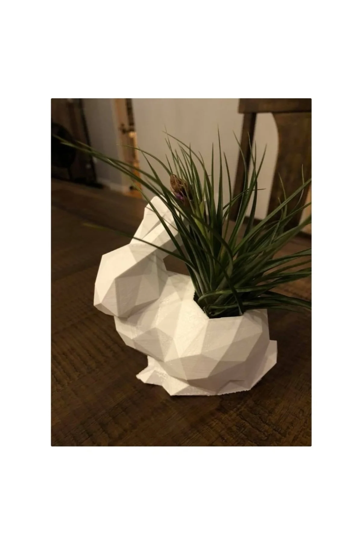 Polygonal Tavşan Saksı
