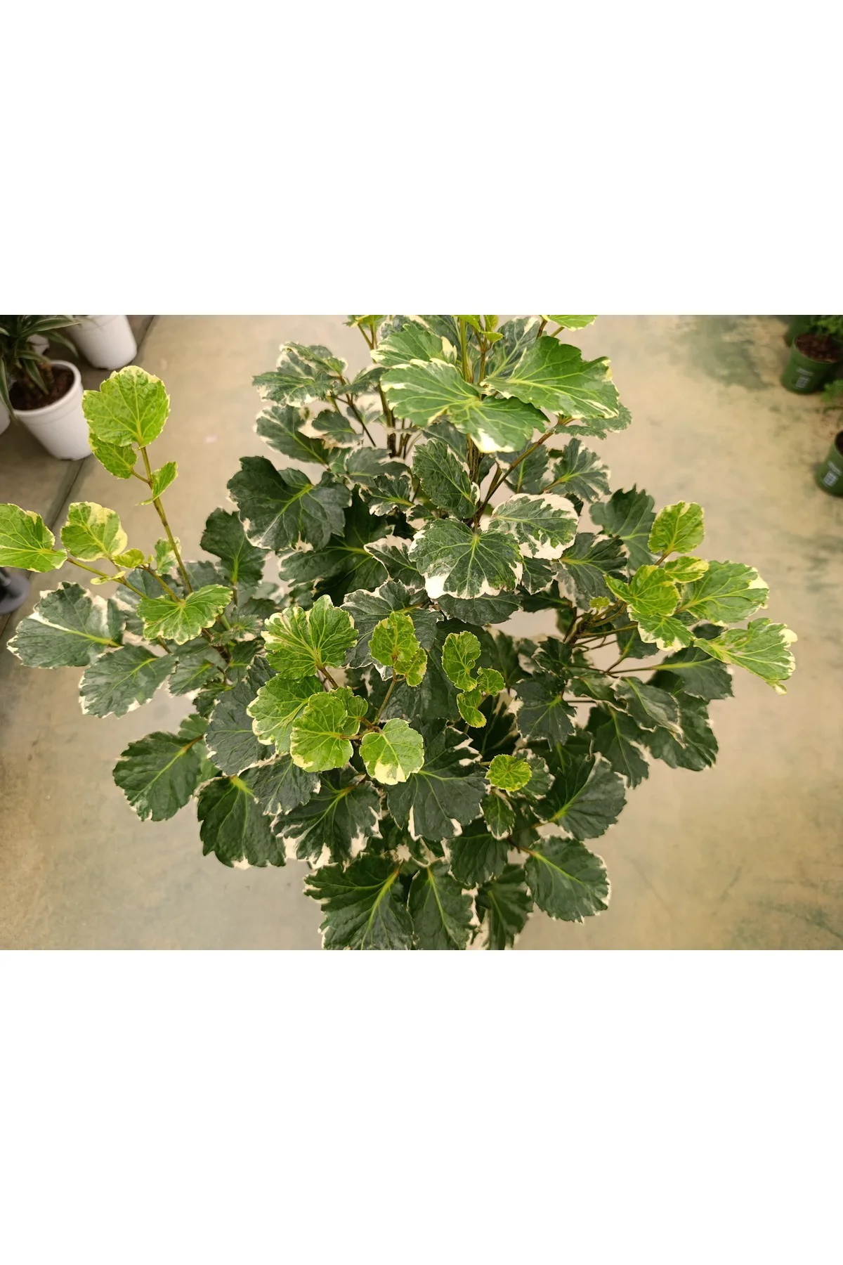 Polyscias Balfouriana Bitkisi