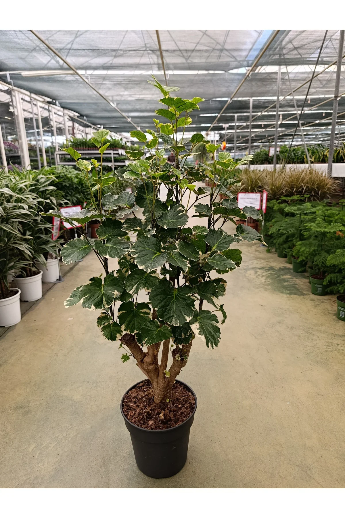 Polyscias Balfouriana Bitkisi