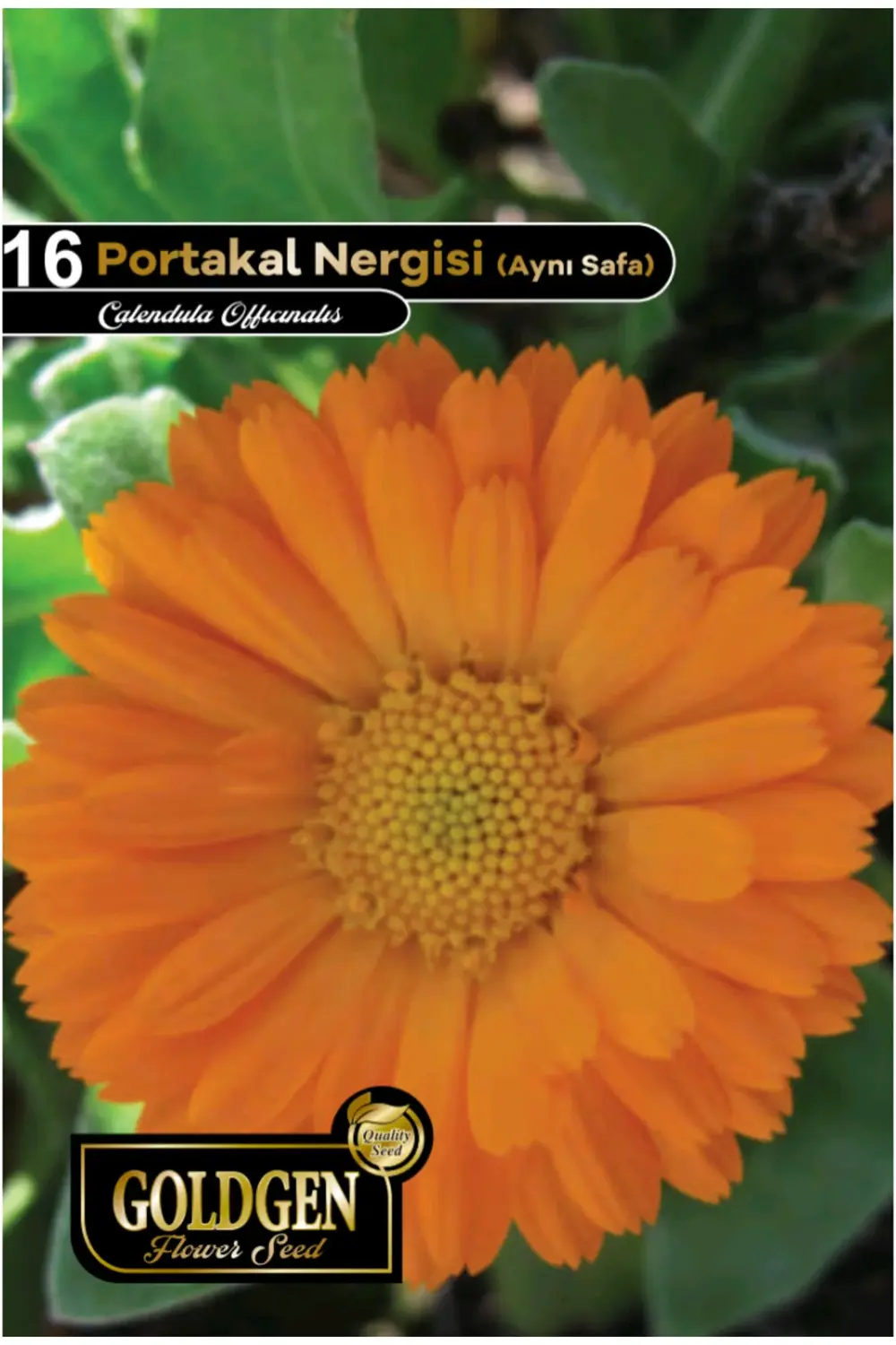 Portakal Nergisi (Aynı Sefa) Çiçeği Tohumu