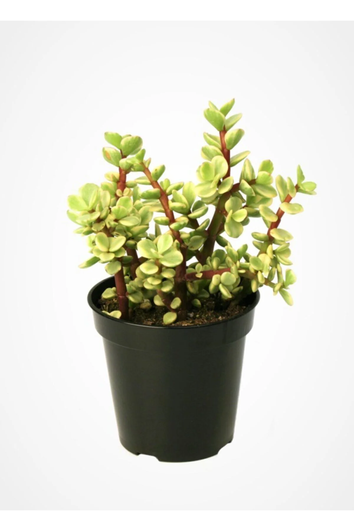 Portulacaria Afra Variegata,fil Azığı,yeşim 5,5 Sukulent Saksısın
